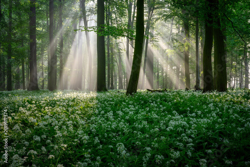 Beautiful morning in forest full of blossoming wild garlic