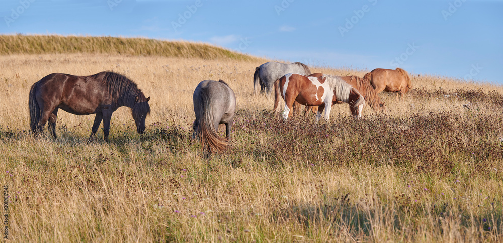 Naklejka premium Wildlife, herd and horses grazing in field for digestion, ecosystem health or conservation. Agriculture, feral animals or eating shrubs in grass terrain for land management, biodiversity or nutrition