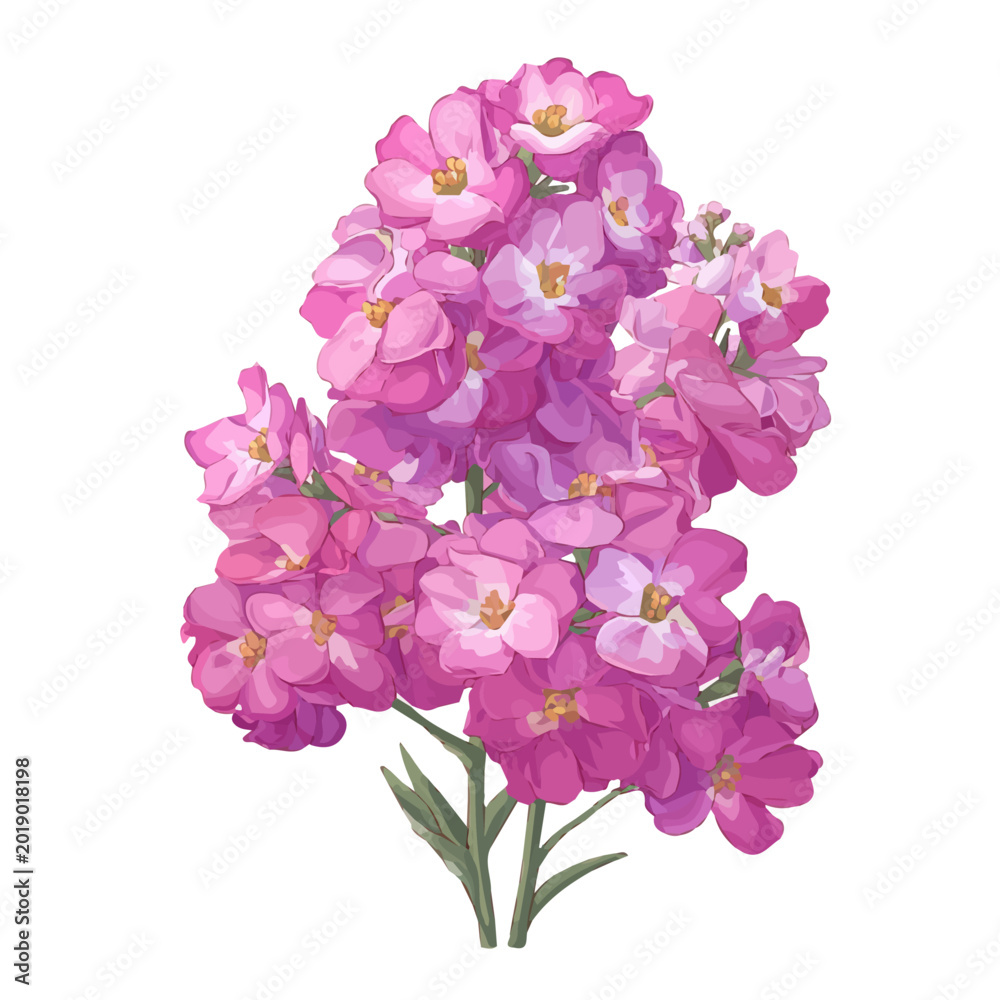 Obraz premium Flat-design 2D vector artwork of a Matthiola Stock, styled as an icon and isolated against white background