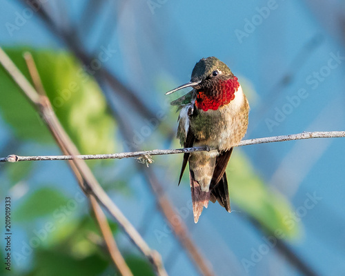 Male Ruby-Throated Hummingbird on Small Branch