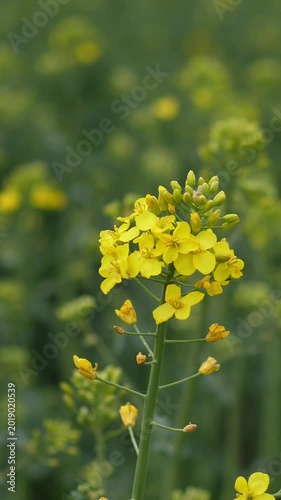 Rape Portrait Rapeseed Stalk In Field, Middistance View Showing Dense Crop Rows And Emerging Yellow Cluster, Soft Depth Of Field Isolates Subject While Abundant Foliage Fills Background, Calm