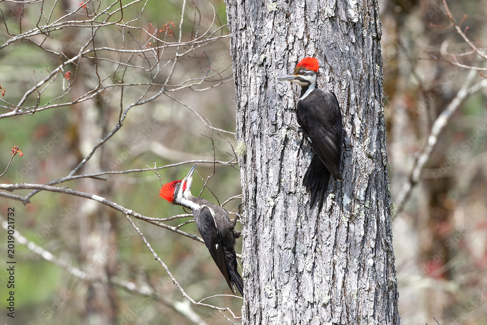 Fototapeta premium Pileated Woodpecker (Dryocopus pileatus)