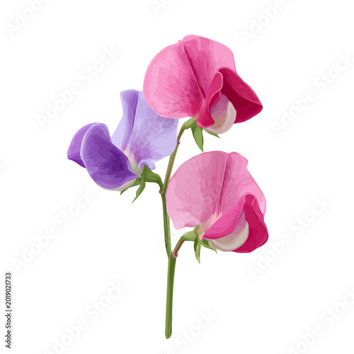 Foto Sweet Pea Flower, illustrated as a clean 2D flat vector icon isolated on a white