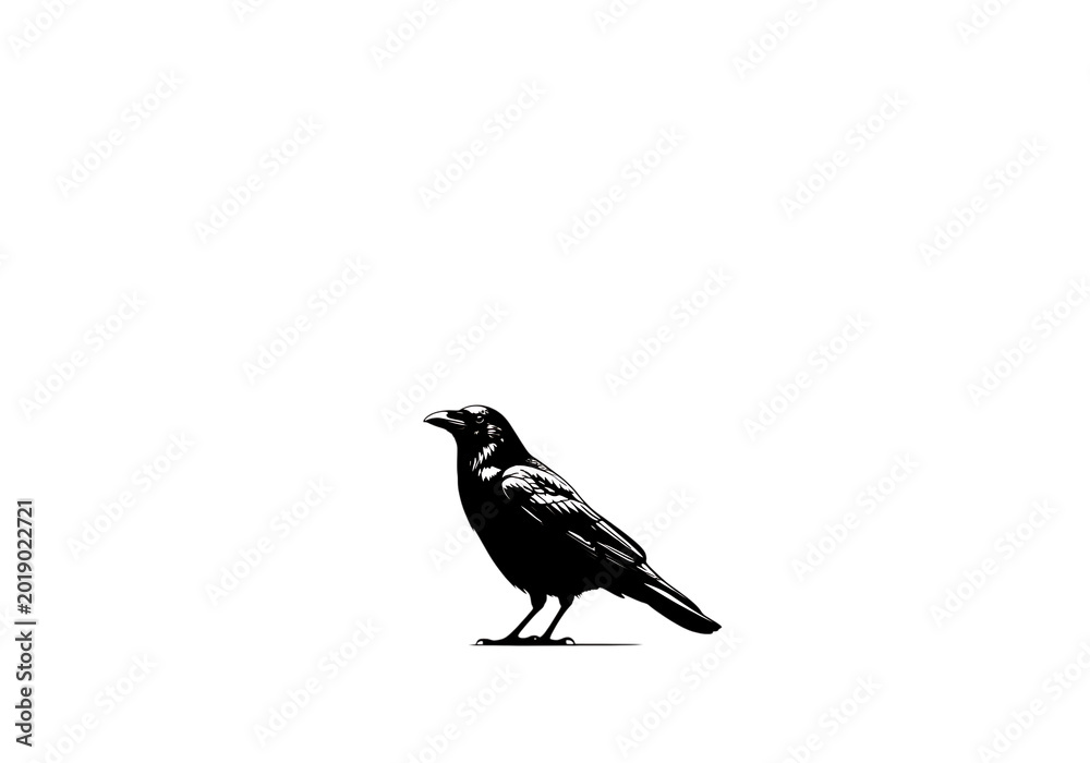 Obraz premium Black crow bird standing on white surface isolated on transparent background