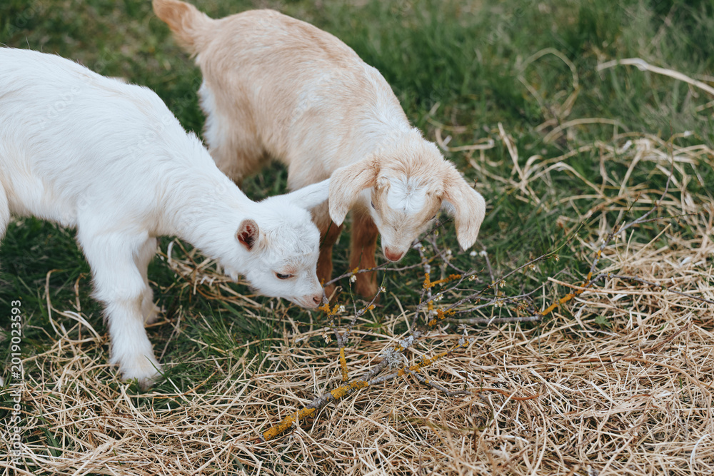 Naklejka premium Two young goats explore a straw covered field, noses near the ground. A candid lifestyle moment in rural farming, showcasing curiosity, playfulness, and the simple bond between animals.