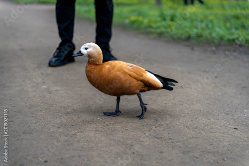 Fotografie Ruddy Shelduck Walking Near Visitor Legs On Paved Path, Urban Park Interaction,
