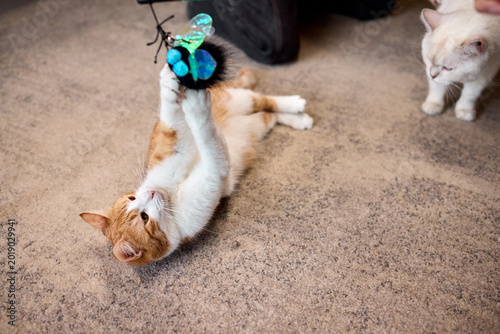 Obraz na plátně Ginger cat batting blue wand toy on carpet, rolling paws and swiping with eager