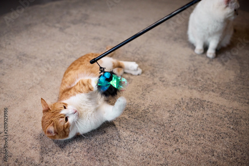 фотографія Ginger cat batting blue wand toy on carpet, rolling paws and swiping with eager