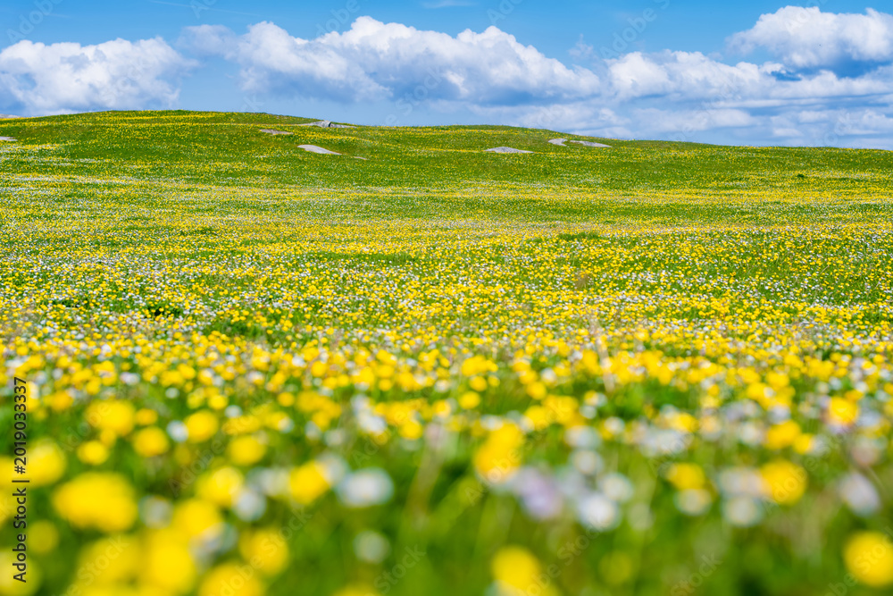 Obraz premium Wildflower meadow between Dogs Bay and Gurteen Bay near Roundstone, Connemara, Ireland. Yellow buttercups, green grass and limestone boulders on the Wild Atlantic Way.