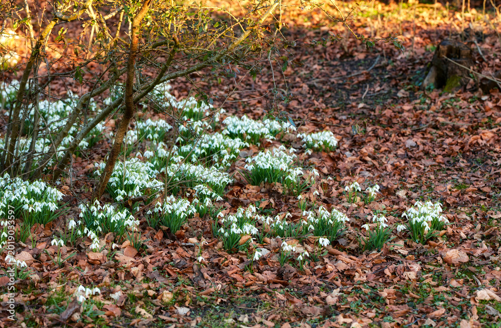 Obraz premium Spring, botany or white flowers in forest with leaves, blossom or sustainable environment for growth. Blooming, plants or snowdrop outdoor in nature with ornamental bulb, galanthus nivalis or ecology