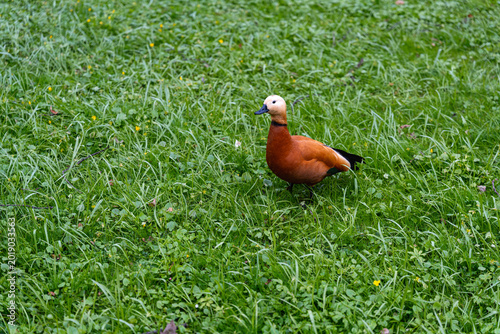 Tableau sur toile Ruddy Shelduck Standing On Lawn, Vivid Orange Plumage, Alert Posture, Short Legs