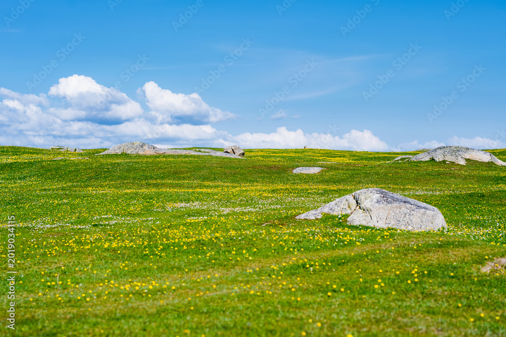 Naklejka premium Wildflower meadow between Dogs Bay and Gurteen Bay near Roundstone, Connemara, Ireland. Yellow buttercups, green grass and limestone boulders on the Wild Atlantic Way.