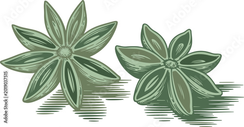 Fotografía Star anise spice pods illustrated in a rustic vintage style on white with anise