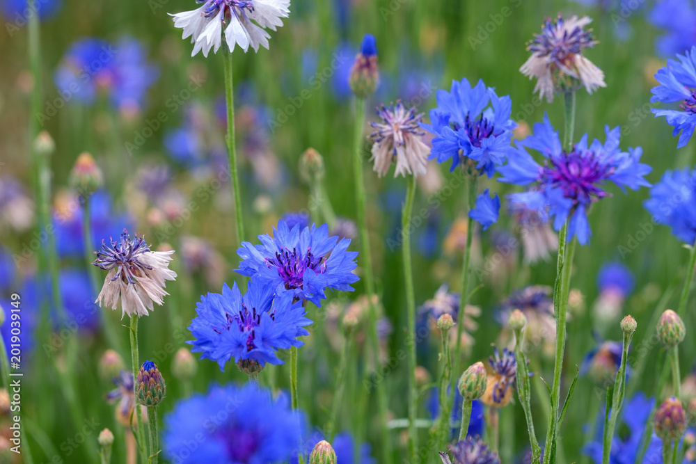 Fototapeta premium Blue wildflowers in bloom