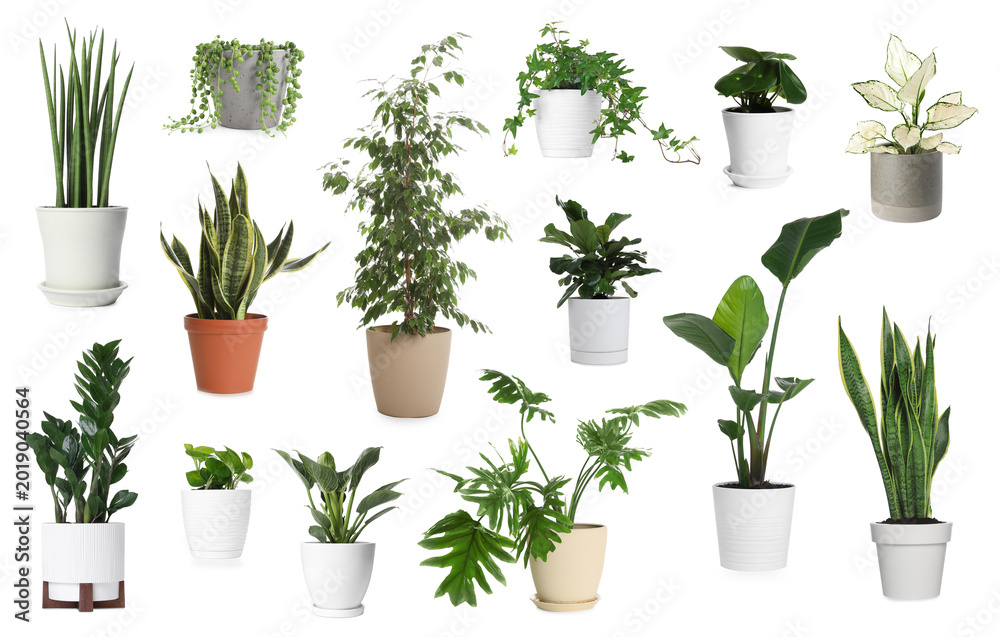 Naklejka premium Different house plants in pots isolated on white, set