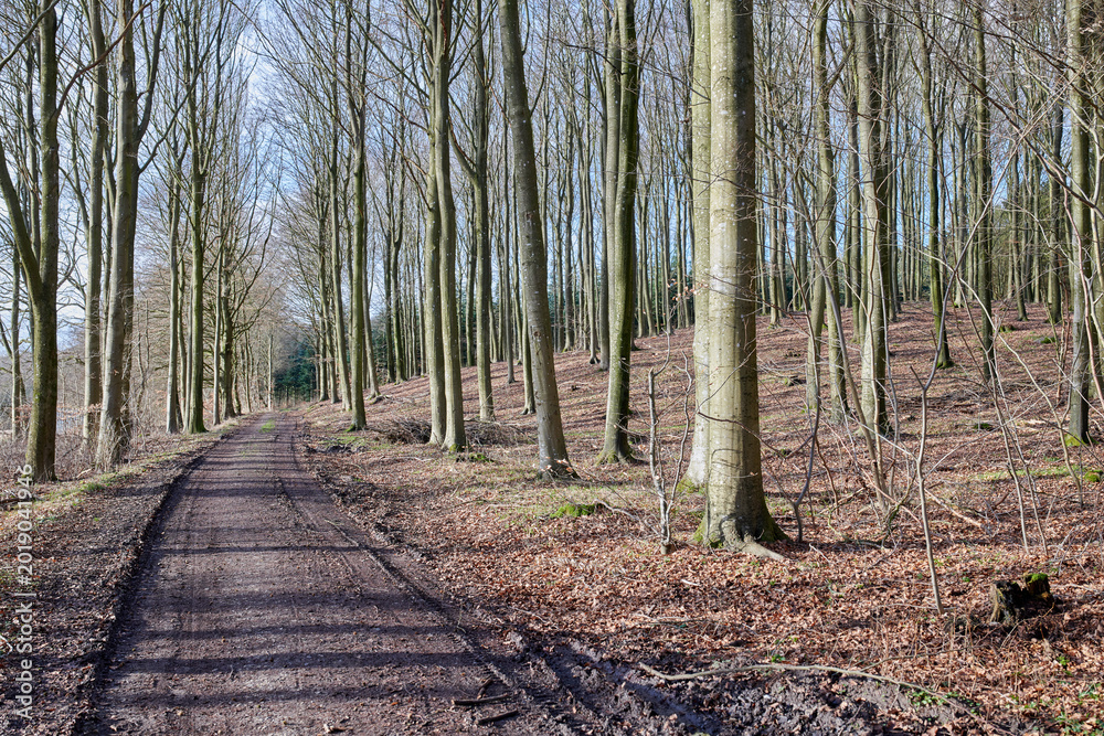 Naklejka premium Landscape, path and bare trees in woods for travel environment, conservation and biodiversity. Forest, nature and woodland trail in countryside for eco tourism, natural ecosystem and empty branches