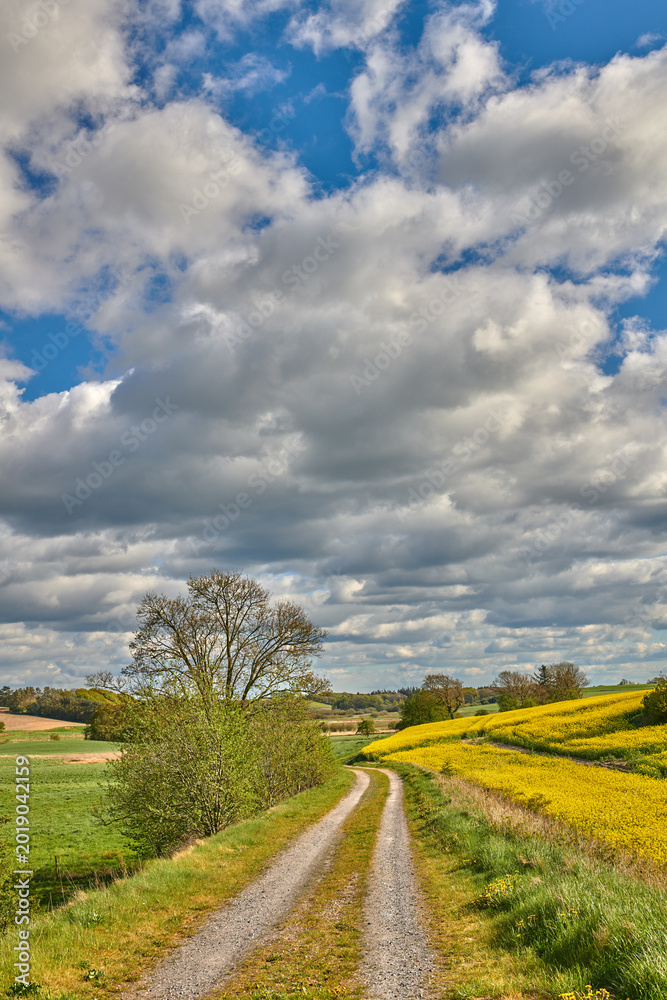 Naklejka premium Clouds, trees and landscape with dirt road in nature for travel destination, roadtrip and holiday. Sky, grass and path in countryside for scenic route, getaway journey or trail in natural environment