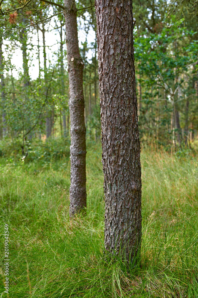 Fototapeta premium Tree, forest or bark with grass field in nature for climate change, moisture or humidity in woods. Empty, greenery and texture with natural growth or foliage for outdoor environment in wilderness