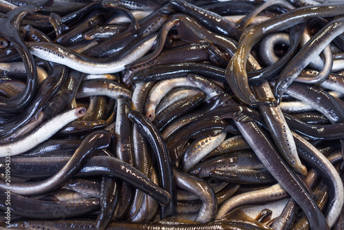 Foto Live lamprey  (Petromyzontidae)  is sold in a fish store, Lampreys fishing on a river, Fishermen catch it in the cold season as a delicacy fish
