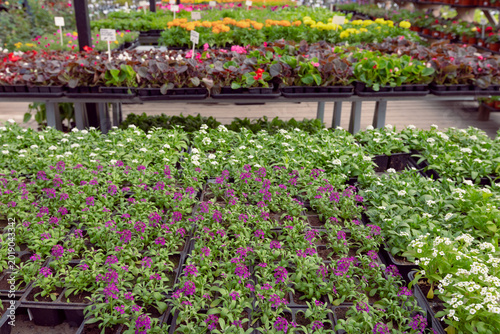 Foto gardening plant market, nursery plants and seedlings at gardening warehouse shop store