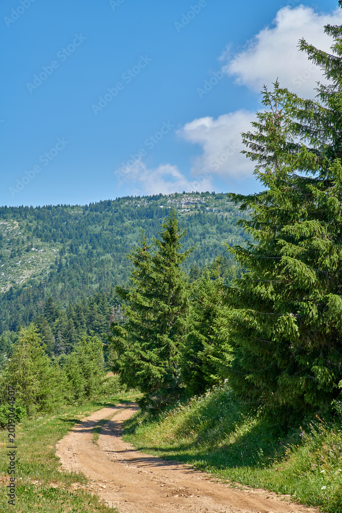 Naklejka premium Background, mountain nature with forest landscape in green environment for scenic view of summer. Dirt road, hill and trees with scenery outdoor in natural habitat for getaway, holiday or path