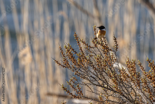 Photos Vogel auf einem Ast - Schwarzkehlchen