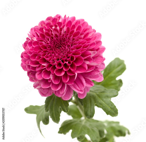 Purple Pompon chrysanthemum single flower isolated on white background 
