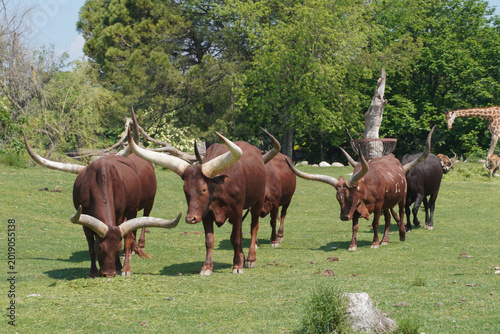 Schilderij op canvas Ankole-Watusi cattle herd with large horns grazing with a giraffe in the backgro