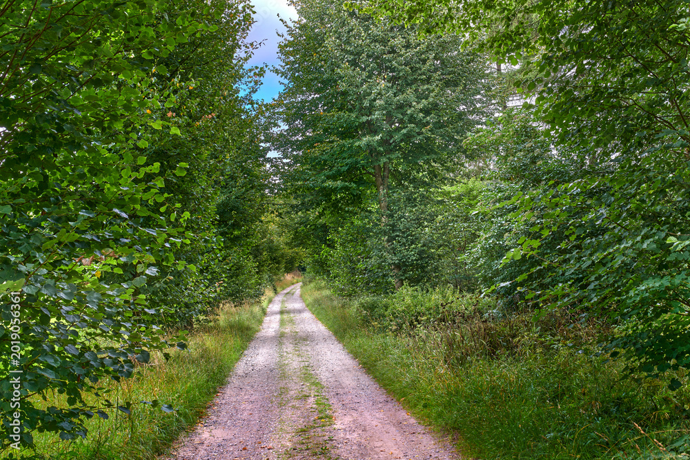 Naklejka premium Outdoor, trail and trees with forest for foliage, sustainable environment and woodland. Woods, natural ecology and wilderness with summer, eco conservation and countryside scenery in reservation