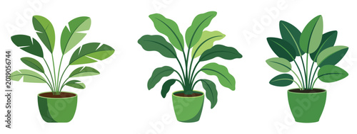 Schilderij op canvas Green Home Oasis: A collection of lush green houseplants, ideal for bringing a touch of nature indoors