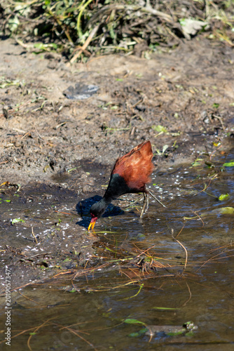 Wattled Jacana at Braço Morto Lake – Wild Bird in Imbé, Rio Grande do Sul.	