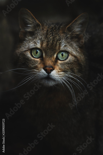 Photography European wild cat (Felis silvestris) detail portrait