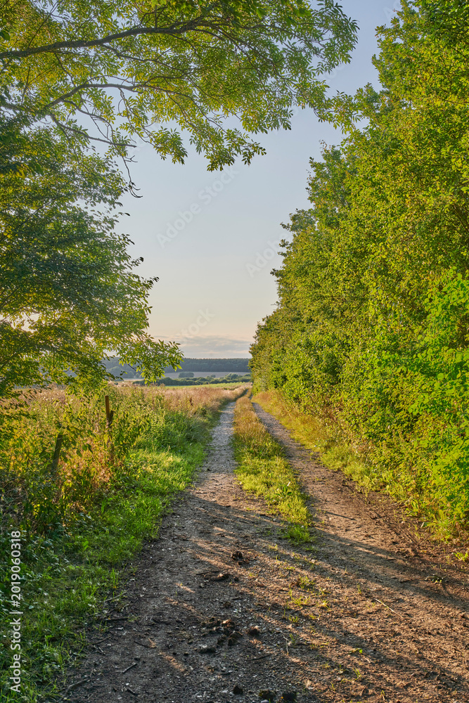 Naklejka premium Background, nature and route with forest landscape in green environment for scenic view of summer. Dirt road, plants and trees with scenery outdoor in natural habitat for getaway, holiday or path