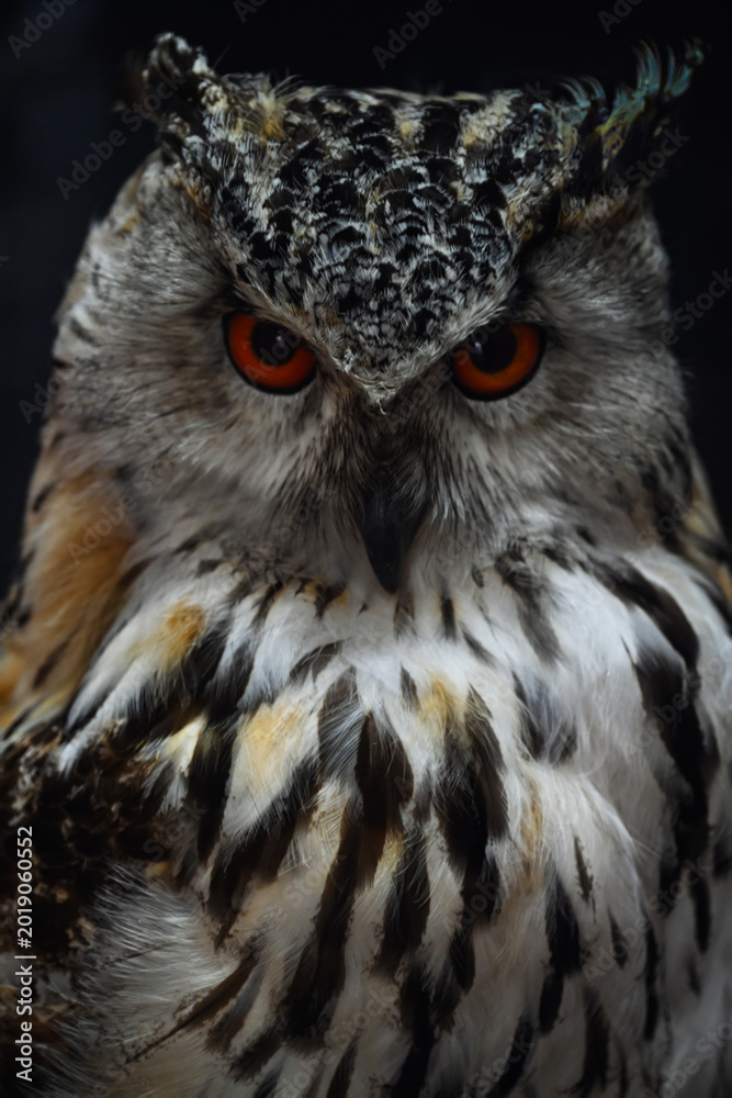 Obraz premium great horned owl