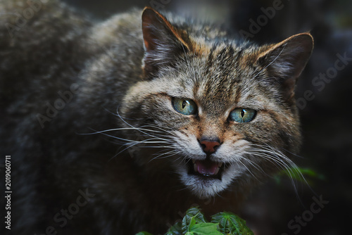 European wild cat (Felis silvestris) detail portrait
