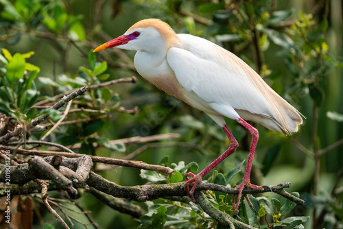 Vászonkép Cattle Egret with colorful Mating Plumage standing on a branch