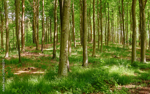 Fotografie Ecology, nature and trees with grass in forest, greenery and wilderness reserve for conservation