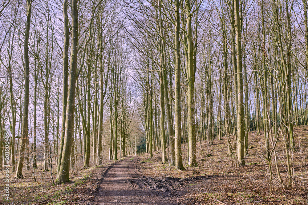 Obraz premium Landscape, path and bare trees in forest for travel environment, conservation and biodiversity. Outdoor, nature and woodland trail in countryside for eco tourism, natural ecosystem and empty branches