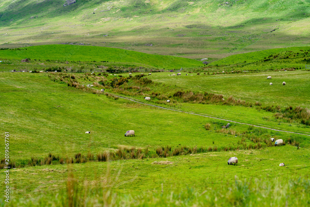 Naklejka premium Sunlit mountains and green fields spread across the landscape near Killary Fjord in western Ireland. A broad rural panorama of the Connemara and Mayo border region.