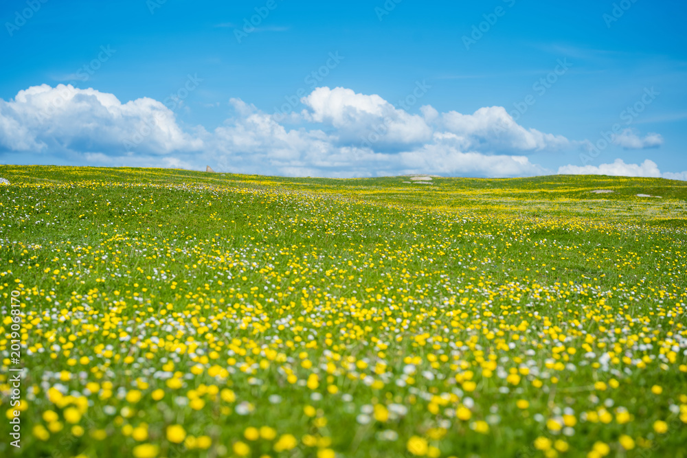 Obraz premium Wildflower meadow between Dogs Bay and Gurteen Bay near Roundstone, Connemara, Ireland. Yellow buttercups, green grass and limestone boulders on the Wild Atlantic Way.