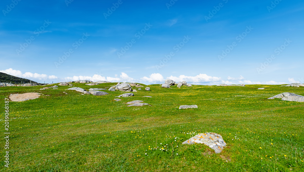 Naklejka premium Wildflower meadow between Dogs Bay and Gurteen Bay near Roundstone, Connemara, Ireland. Yellow buttercups, green grass and limestone boulders on the Wild Atlantic Way.