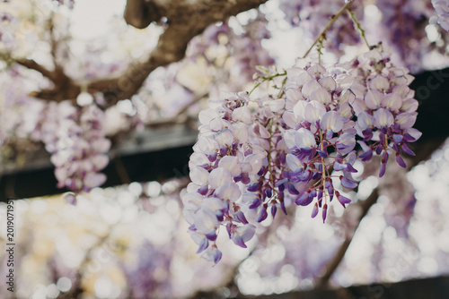 Beautiful flowers of Wisteria in a spring garden on a sunny day.