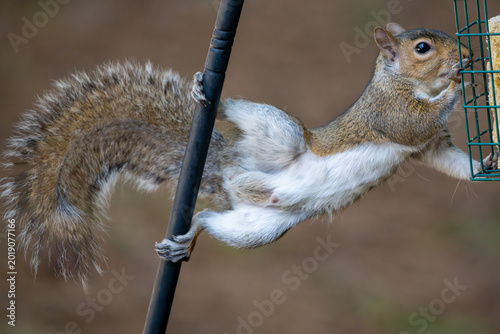 Foto Squirrel eating suet in Spring