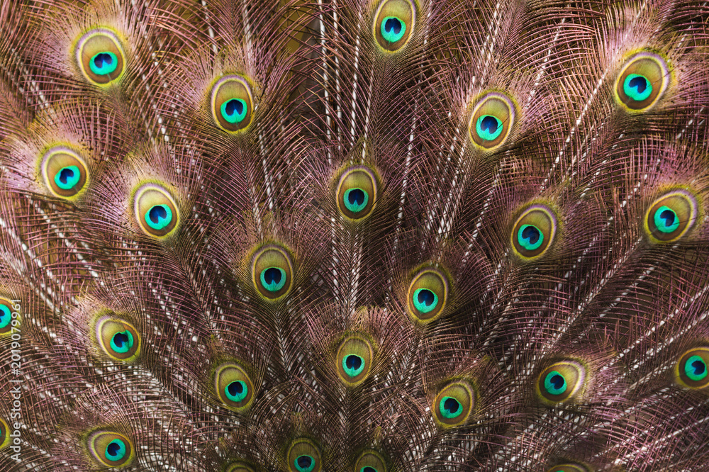 Obraz premium Vibrant Peacock Feather Pattern - Iridescent Eye Texture Background