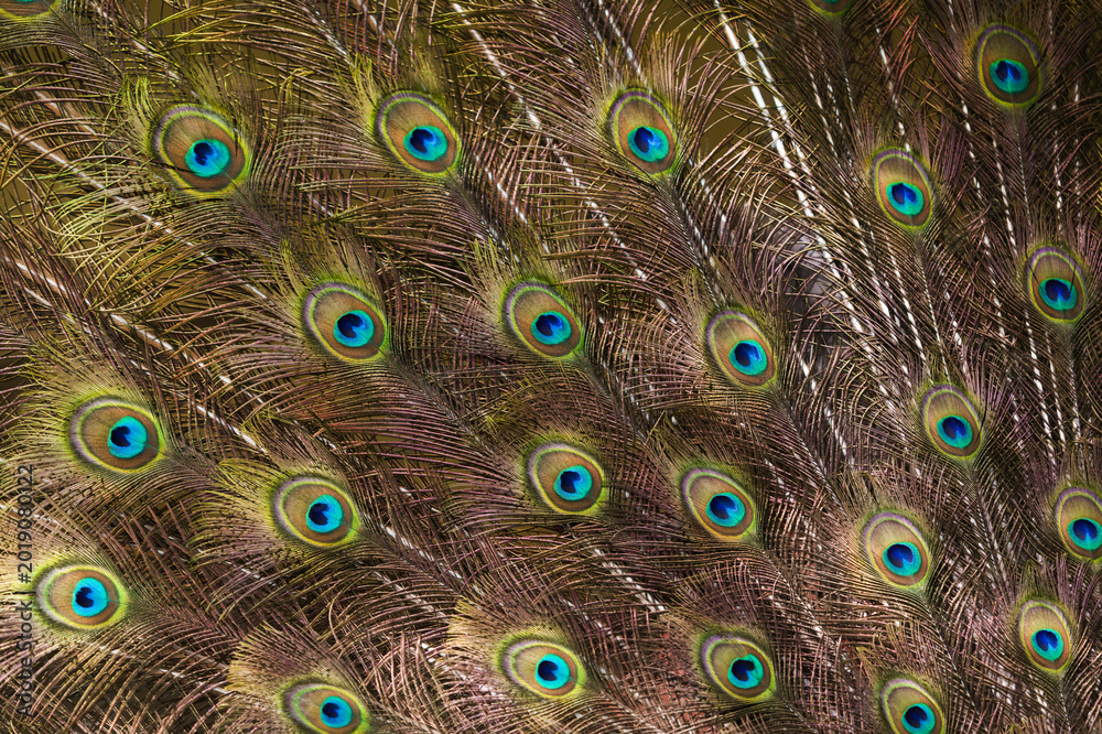 Obraz premium Vibrant Peacock Feather Pattern - Iridescent Eye Texture Background