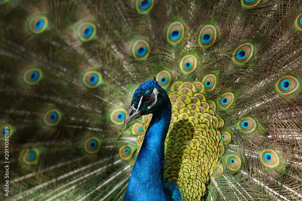 Obraz premium Vibrant Peacock Feather Pattern - Iridescent Eye Texture Background