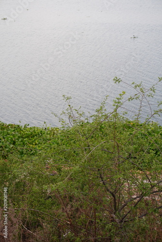 Bushes beside quiet lakeside water