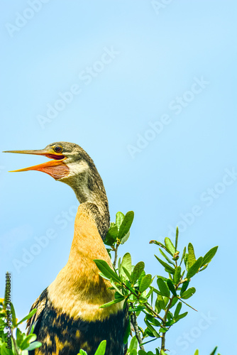 Front view, close distance of, an Anhinga bird, standing on top of a tree, panting from flight, with light blue sky background, under mid-day sunlight