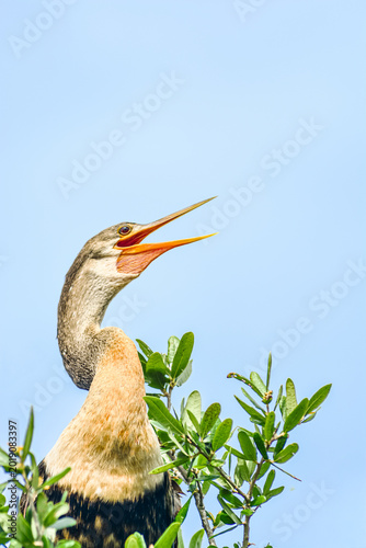front view, medium distance of, an Anhinga bird, standing on top of a tree, panting from flight, with light, blue sky background