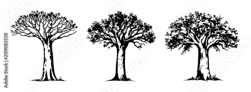 Slika na platnu Baobab tree set with vintage ink sketch drawing and thick trunk detailing featur